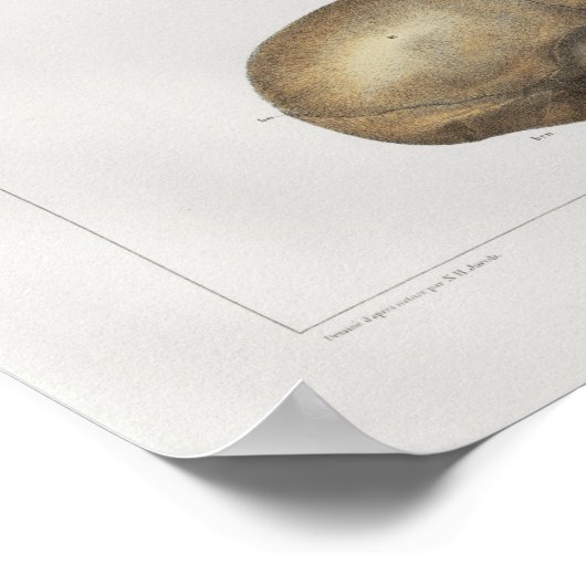 1867 Humaan  Anatomie Afdrukken Poster (Hoek)