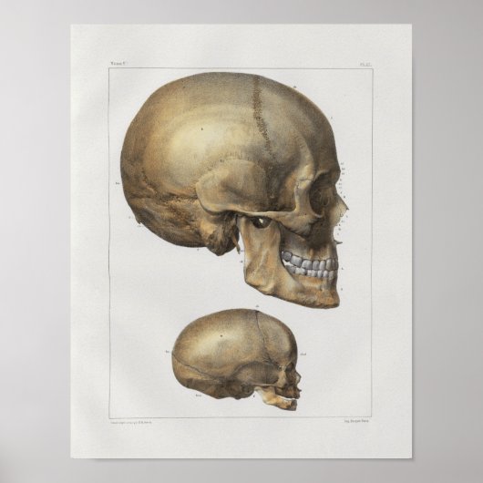 1867 Humaan  Anatomie Afdrukken Poster (Voorkant)