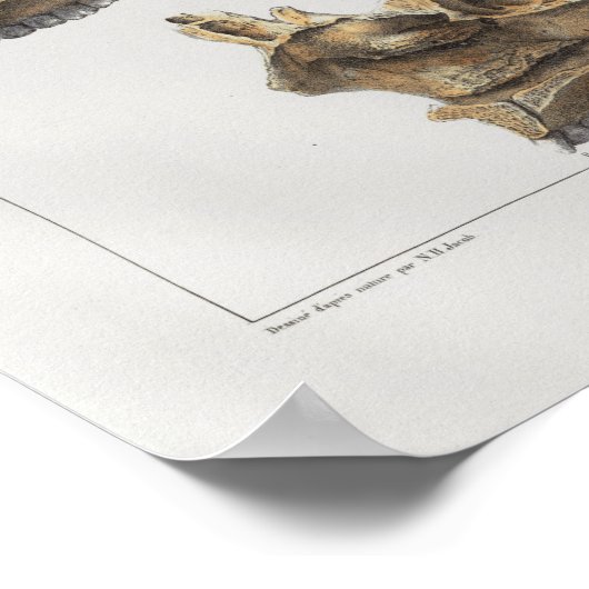 1867 Humaan  Anatomie Afdrukken Poster (Hoek)