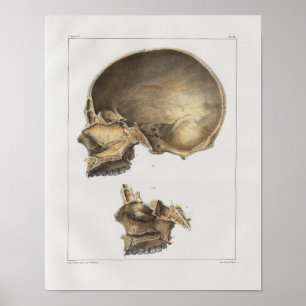 1867 Humaan  Anatomie Afdrukken Poster