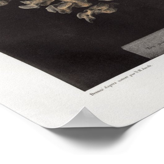 1867 Humaan  Anatomie Afdrukken Poster (Hoek)