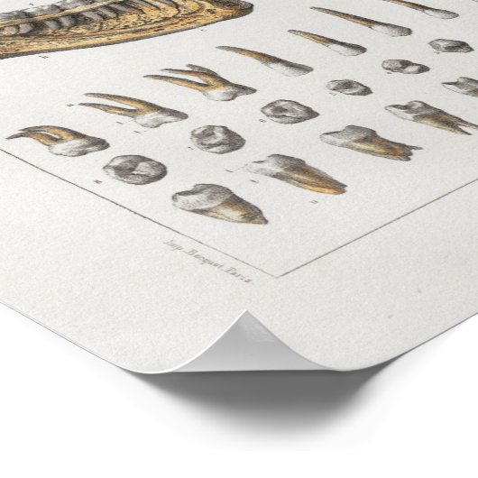 1867 Jaw Teeth Dental  Anatomy Print (Hoek)