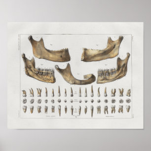 1867 Jaw Teeth Dental  Anatomy Print