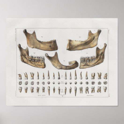 1867 Jaw Teeth Dental  Anatomy Print (Voorkant)
