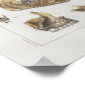 1867 Jaw Teeth Dental Vintage Anatomy Print (Hoek)