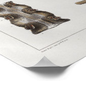 1867 lumbale wervelkolom Anatomie afdrukken Poster (Hoek)