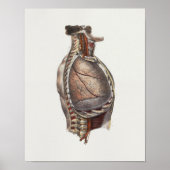 1867 Lungs  anatomie op de borst Poster (Voorkant)