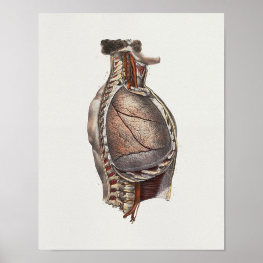 1867 Lungs  anatomie op de borst Poster (Voorkant)