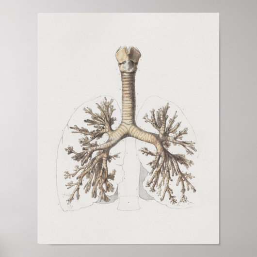 1867 Lungs Bronchi  Anatomy Print (Voorkant)