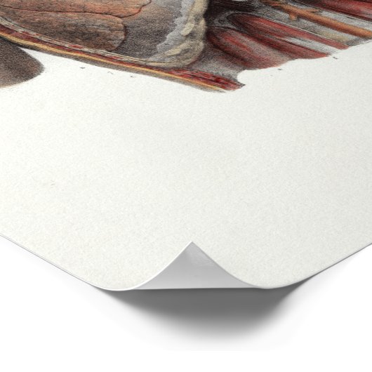 1867 Lungs Chest  Anatomy Print (Hoek)