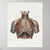 1867 Lungs Chest  Anatomy Print (Voorkant)