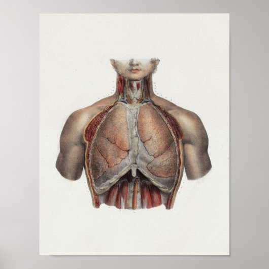 1867 Lungs Chest Anatomy Print (Voorkant)