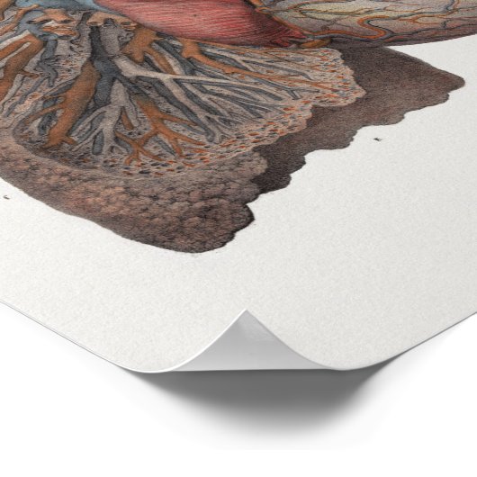 1867 Lungs Hart  anatomie Afdrukken Poster (Hoek)