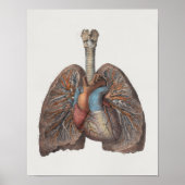 1867 Lungs Hart  anatomie Afdrukken Poster (Voorkant)