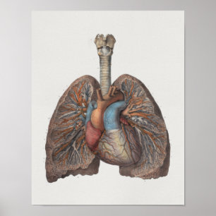 1867 Lungs Hart  anatomie Afdrukken Poster
