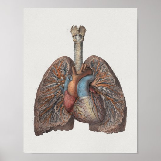 1867 Lungs Hart  anatomie Afdrukken Poster (Voorkant)