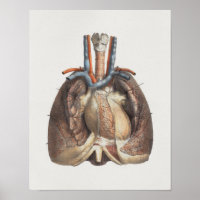 1867 Lungs Hart  anatomie Afdrukken