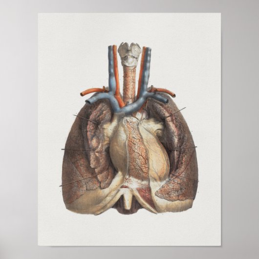 1867 Lungs Hart  anatomie Afdrukken Poster (Voorkant)