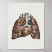 1867 Lungs Hart  anatomie Afdrukken Poster (Voorkant)