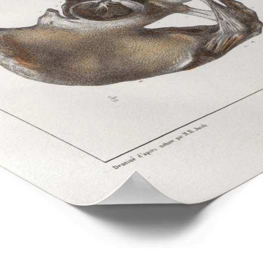 1867 Pelvic Botten  Anatomie Afdrukken Poster (Hoek)