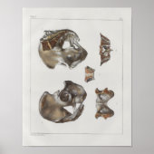 1867 Pelvic Botten  Anatomie Afdrukken Poster (Voorkant)