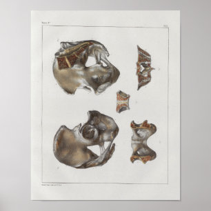 1867 Pelvic Botten  Anatomie Afdrukken Poster