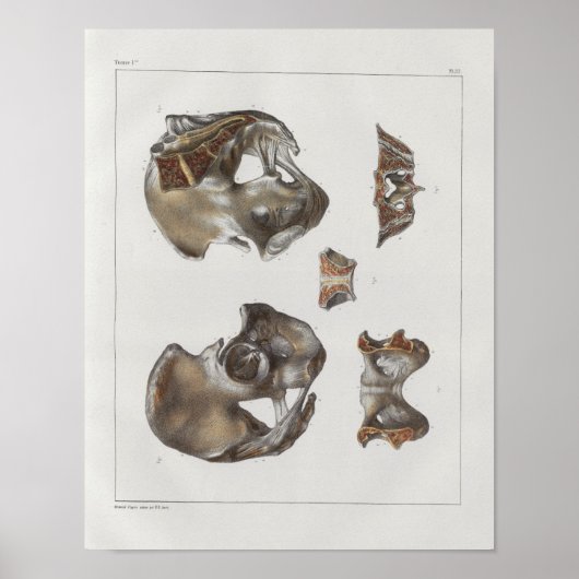 1867 Pelvic Botten  Anatomie Afdrukken Poster (Voorkant)