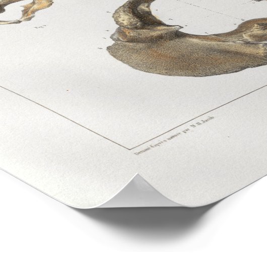 1867 Pelvic Botten  Anatomie Afdrukken Poster (Hoek)