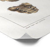 1867 Pelvic Botten  Anatomie Afdrukken Poster (Hoek)