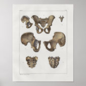 1867 Pelvic Botten Anatomie Afdrukken Poster (Voorkant)