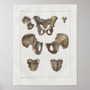 1867 Pelvic Botten  Anatomie Afdrukken Poster