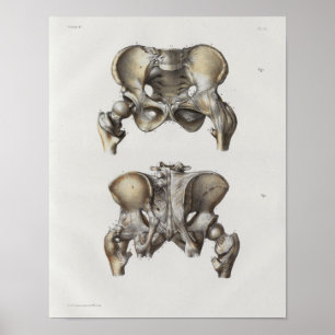 1867 Pelvic Botten  Anatomie Afdrukken Poster