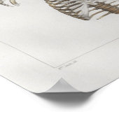 1867 Rib Botten  Anatomie Afdrukken Poster (Hoek)