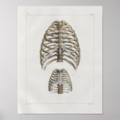 1867 Rib Botten Anatomie Afdrukken Poster (Voorkant)
