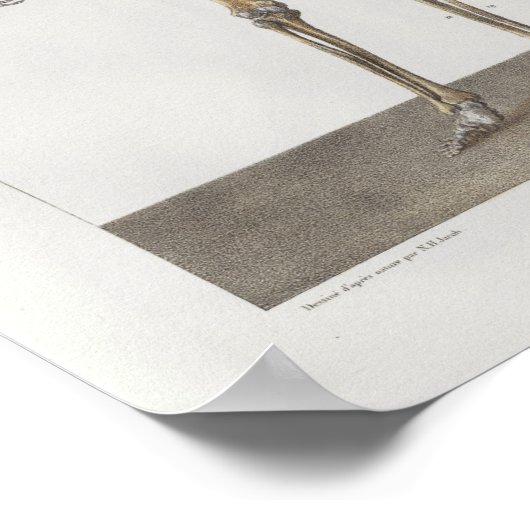 1867 Skelet Botten  Anatomie Medical Print (Hoek)