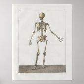 1867 Skelet Botten  Anatomie Medical Print (Voorkant)