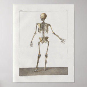 1867 Skelet Botten  Anatomie Medical Print