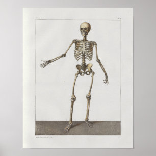 1867 Skelet Botten  Anatomie Medical Print