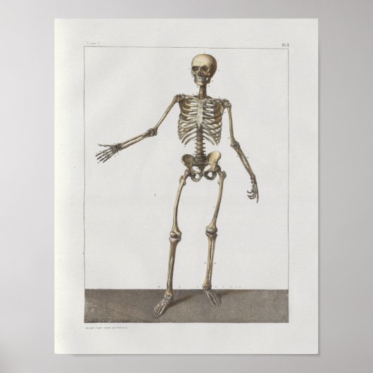 1867 Skelet Botten  Anatomie Medical Print (Voorkant)