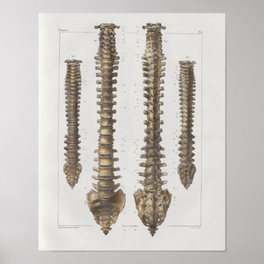1867 Spinale kolom  anatomie Medische druk Poster (Voorkant)