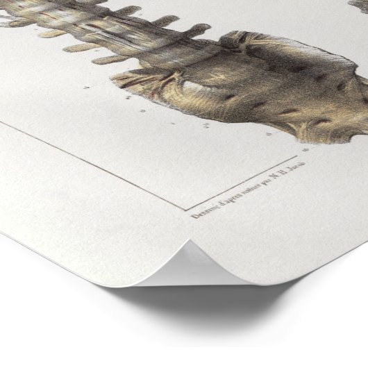 1867 Spinale kolom Botten anatomie Afdrukken Poster (Hoek)