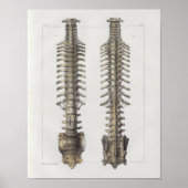 1867 Spinale kolom Botten  anatomie Afdrukken Poster (Voorkant)