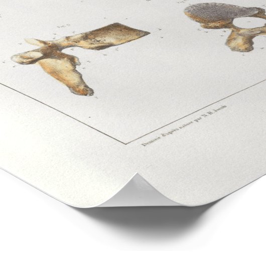 1867 Spinale vertebrae  Anatomie Afdrukken Poster (Hoek)