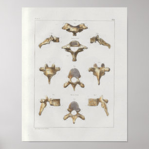 1867 Spinale vertebrae Anatomie Afdrukken Poster