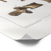 1867 Spinale wervels Botten  Anatomie Afdrukken Poster (Hoek)