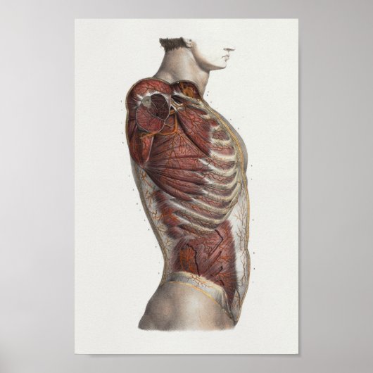 1867 Torsospieren  Anatomie Afdrukken Poster (Voorkant)