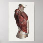 1867 Torsospieren Anatomie Afdrukken Poster (Voorkant)
