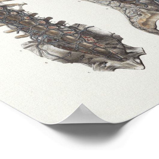 1867 Veins Spine  Anatomy Print (Hoek)