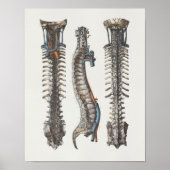 1867 Veins Spine  Anatomy Print (Voorkant)