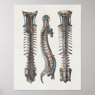 1867 Veins Spine  Anatomy Print